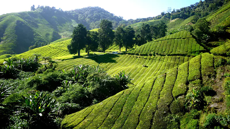 السياحة في ماليزيا - Cameron Highlands